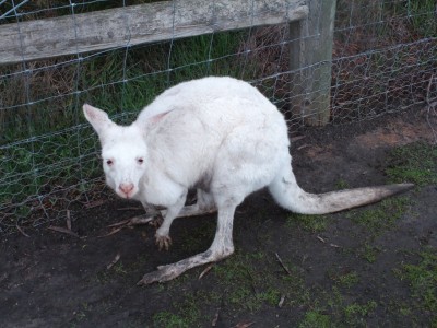 Kangourou albinos