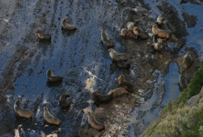 La colonie de phoques