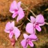 Orchidees de Caroline