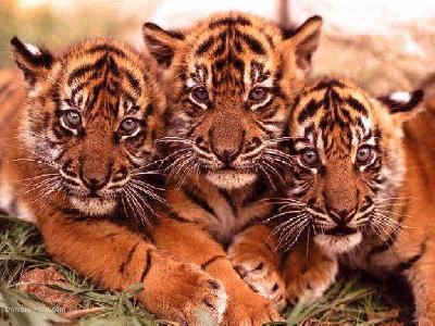 3 tigres