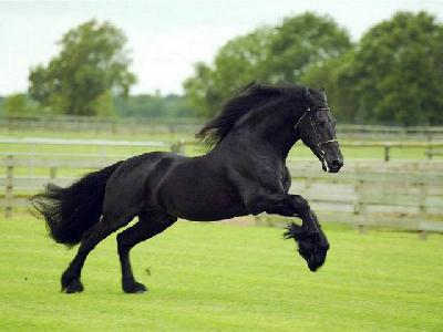 cheval