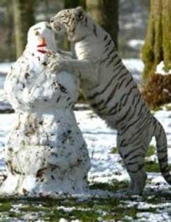 tigre blanc