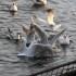 Au bord de la seine (Dimanche 