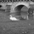 La seine, l'eau qui monte et l