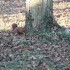 Ecureuil puis coq lors du repa