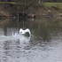 Cygne, mouette, canards et nat