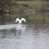 Cygne, mouette, canards et nat