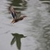 Cygne, mouette, canards et nat