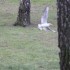 Cygne, mouette, canards et nat