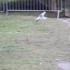 Cygne, mouette, canards et nat