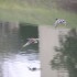 Cygne, mouette, canards et nat