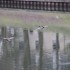 Cygne, mouette, canards et nat