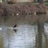 Cormoran, mésanges sans oubli