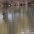 Cormoran, mésanges sans oubli