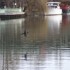 Cormoran, mésanges sans oubli