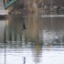 Cormoran, mésanges sans oubli