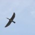 Cormoran, mésanges sans oubli
