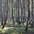 Brâme 2012 - Forêt de Rambou