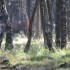 Brâme 2012 - Forêt de Rambou