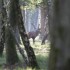 Brâme 2012 - Forêt de Rambou