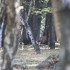 Brâme 2012 - Forêt de Rambou