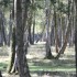 Brâme 2012 - Forêt de Rambou
