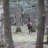 Brâme 2012 - Forêt de Rambou