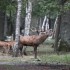 Brâme 2012 - Forêt de Rambou
