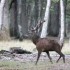Brâme 2012 - Forêt de Rambou
