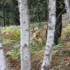 Brâme 2012 - Forêt de Rambou