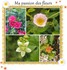 Moments photos de fleurs