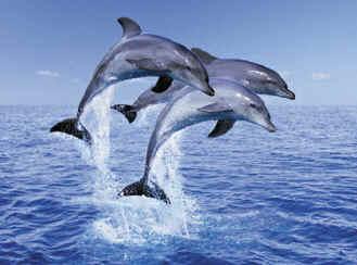 dauphins 2