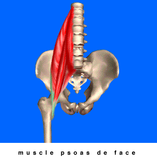 muscle psoas