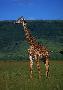 les belle girafe