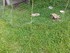 Massacre au poulailler!