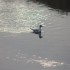 OISEAUX DU LITTORAL