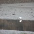 OISEAUX DU LITTORAL