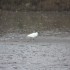 OISEAUX DU LITTORAL
