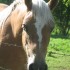LES CHEVAUX NON MECANIQUE