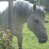 LES CHEVAUX NON MECANIQUE