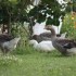 OIES ET CANARDS
