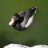 OIES ET CANARDS