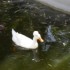 OIES ET CANARDS