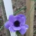 FLEURS DU JARDIN
