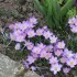 FLEURS DU JARDIN