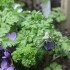FLEURS DU JARDIN