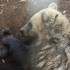 LES ANIMAUX DANS NOTRE VIE