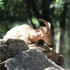 LES ANIMAUX DANS NOTRE VIE