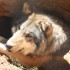 LES ANIMAUX DANS NOTRE VIE