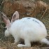 LES ANIMAUX DANS NOTRE VIE